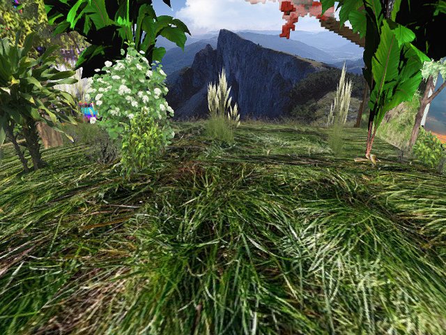 wild free grass